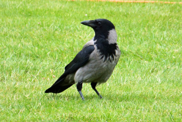 Photo Two by gailhampshire from Cradley, Malvern, U.K / CC BY (https://creativecommons.org/licenses/by/2.0)