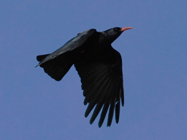 Photo Three by By Andrew - originally posted to Flickr as chough, CC BY 2.0, https://commons.wikimedia.org/w/index.php?curid=7204919